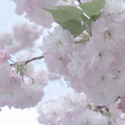 道真福瑞交流群